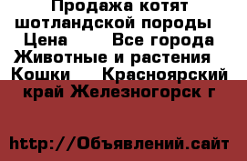 Продажа котят шотландской породы › Цена ­ - - Все города Животные и растения » Кошки   . Красноярский край,Железногорск г.